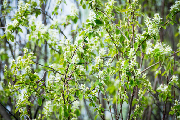 庭で咲くシャドベリー(アメランキエベリー) - shadberry ストックフォトと画像