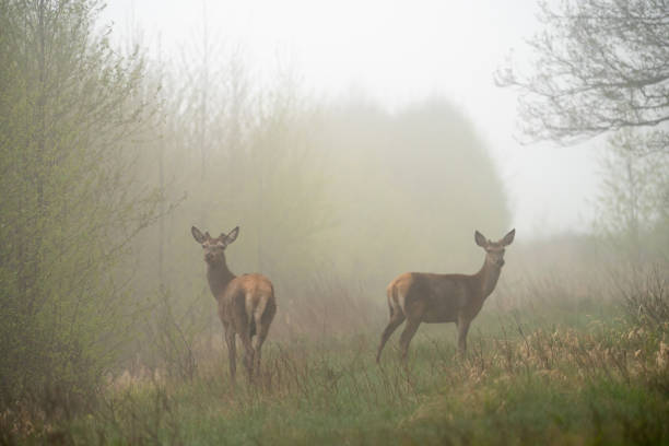 istock Summer morning wildlife landscape 1235367373