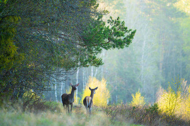 istock Couple of deer on a forest path 1235367411