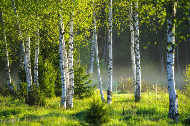 primavera no bosque de bétulas - birch - fotografias e filmes do acervo