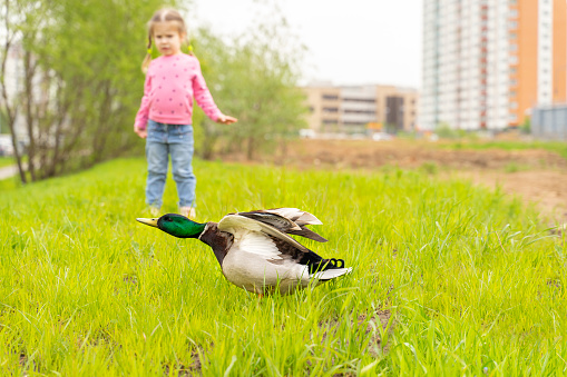 ornithophobia. Duck attacks a child for a walk in a city park. baby scared