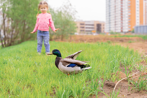 ornithophobia. little girl is afraid of a duck