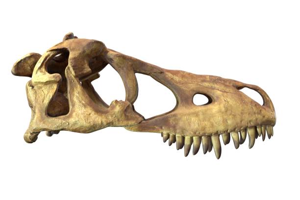 istock 3D render of Tyrannosaurus Rex Skull isolated on white. 1235388493