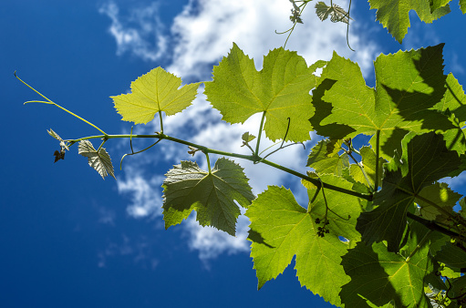 A young grapevine with grapes ovary in the sunshine against the blue sky with clouds.