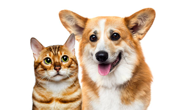 istock dog and cat together 1235390633