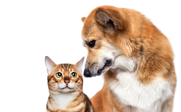 istock dog and cat together 1235391174