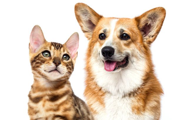 istock dog and cat together 1235392760