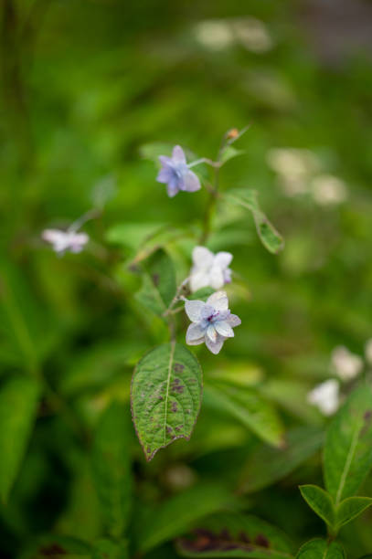 istock Shichidanka-ajisai or Hydrangea serrata Ser. proliferate form 1235393804