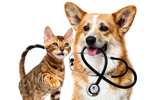 chien et chat ensemble - vet domestic cat veterinary medicine stethoscope photos et images de collection