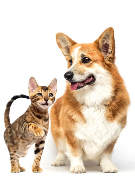 istock dog and cat together 1235394340