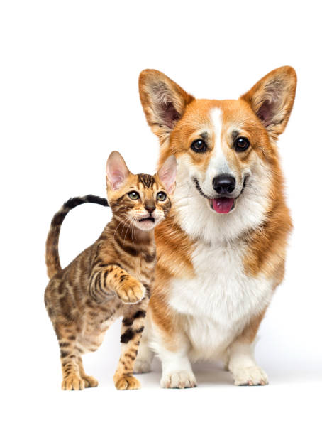 istock dog and cat together 1235395389