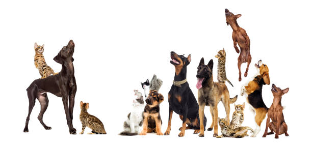 istock dog and cat together 1235395399