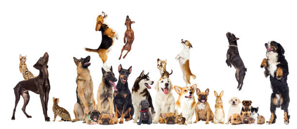 istock set of pets look 1235398021