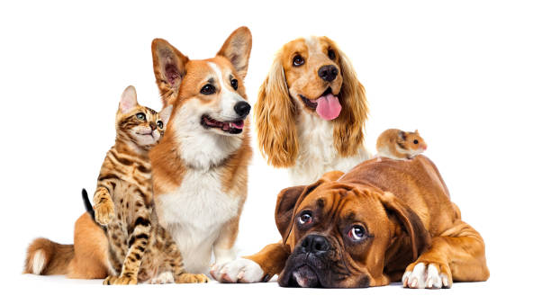 istock dog and cat together 1235398035