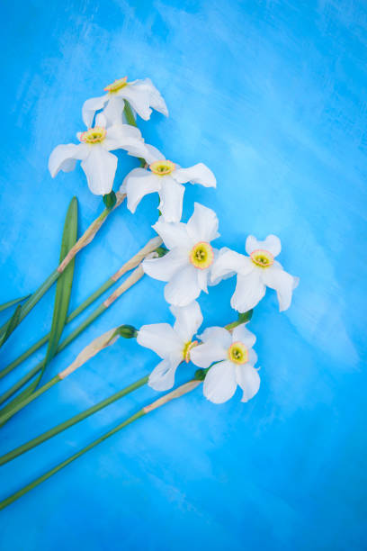 istock Bouquet of white daffodils on a blue background 1235399611