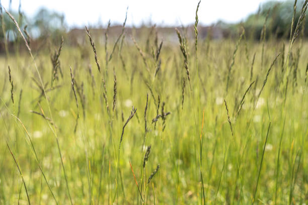 Overgrown grass, blown in the wind, with a public park closed during lockdown.  Selective focus.  Belfast, Northern Ireland.