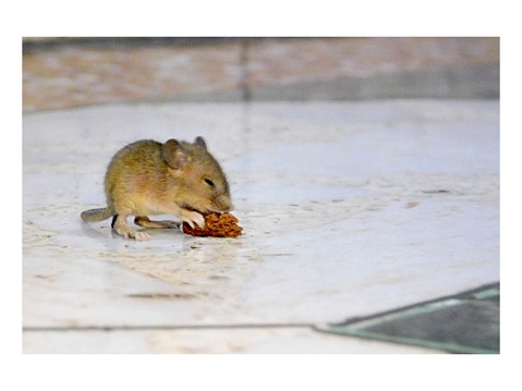 A Pic Of Little Mouse while he eating a piece of biscuit