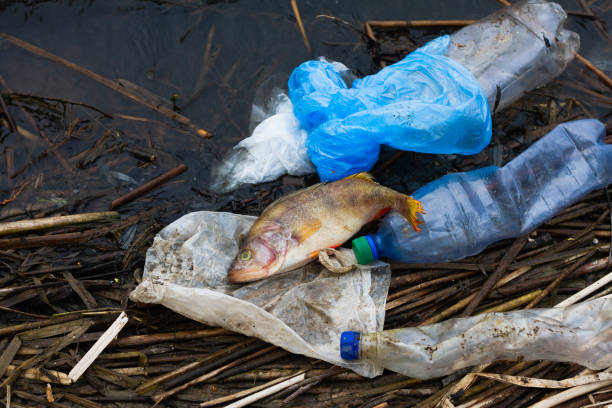 Free picture: Dead fish in a plastic bag on a ground, a close-up of ...