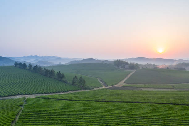 istock tea farm in sunrise 1235411203