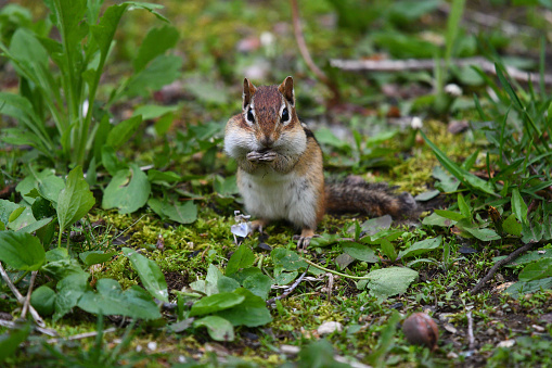 Eastern Chipmunk Tamias striatus foraging in a backyard