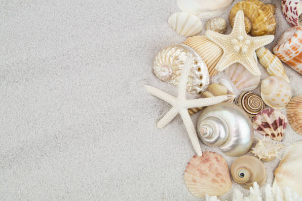 istock Starfishes and seashells on sand background 1235416590