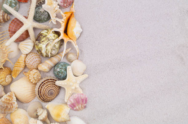istock Starfishes and seashells on sand background 1235416973