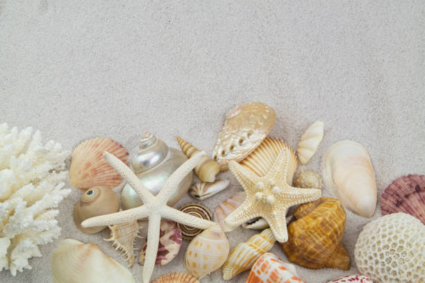 istock Starfishes and seashells on sand background 1235417104