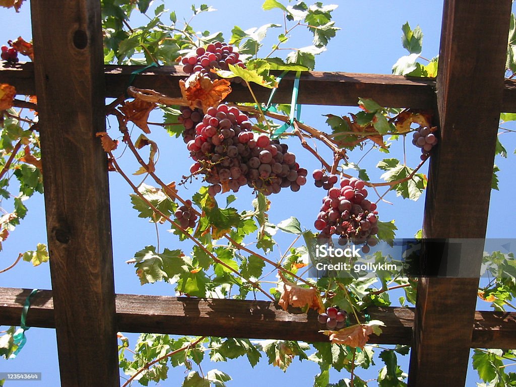 Uvas na vinha - Royalty-free Agricultura Foto de stock