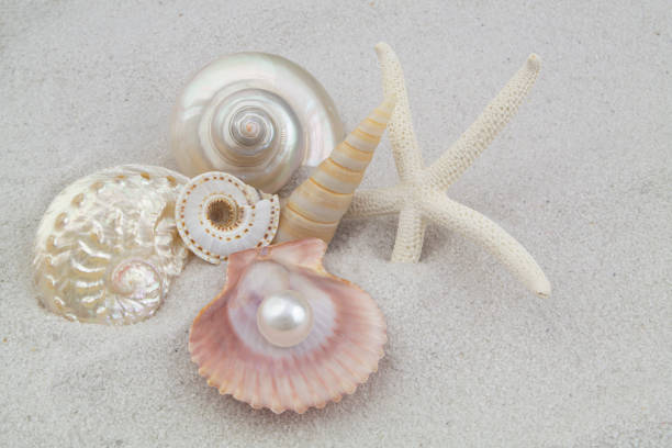 seashells in the sand