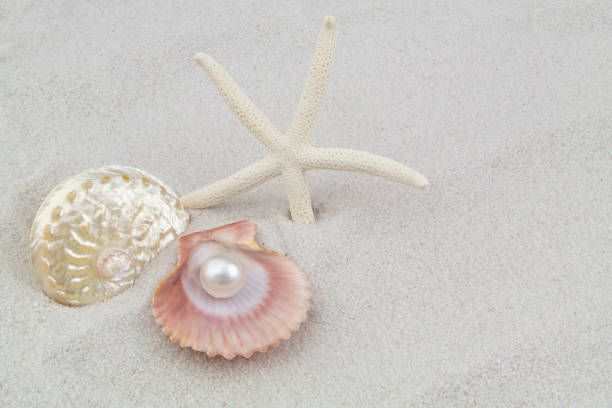 морская звезда, жемчуг и ракушки на белом песке - pearl shell starfish beach стоковые фото и изображения