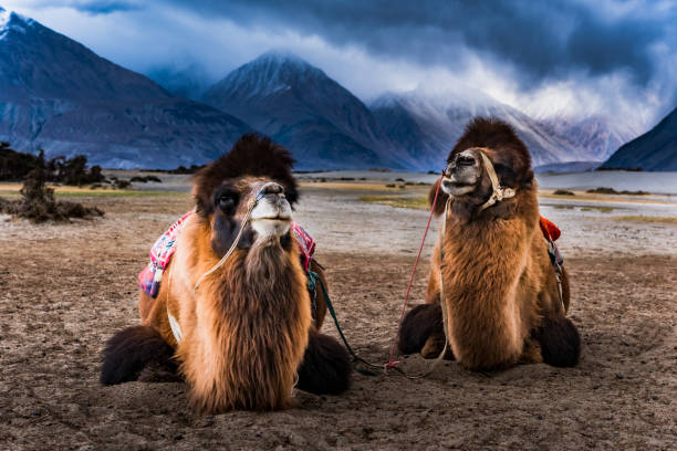 istock Camel in Nubra Valley, Ladakh, India 1235441984
