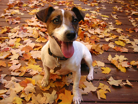 A jack russell terrier smiling and sitting outside in Autumn day