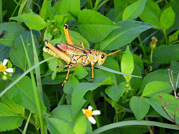 istock Eastern Lubber Grasshopper (Romalea microptera) resting on a leaf in the Florida wetlands 1235444086