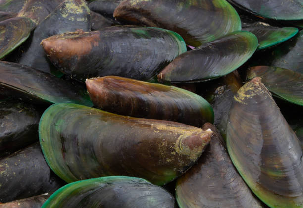 istock Many fresh raw green mussels background 1235448267