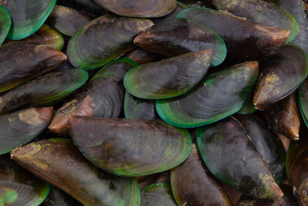 istock Many fresh raw green mussels background 1235448785