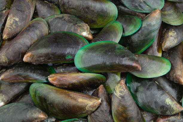 istock Many fresh raw green mussels background 1235449316