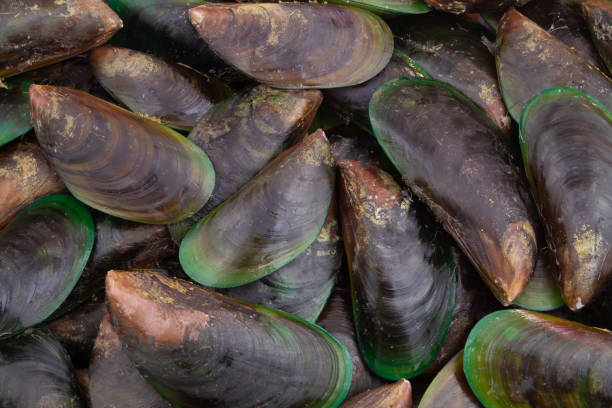 istock Many fresh raw green mussels background 1235450816