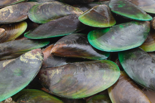 istock Many fresh raw green mussels background 1235450887