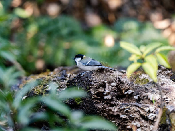 istock Cute Japanese tit on a forest log 4 1235452989