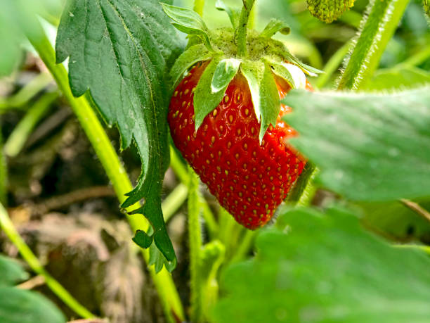 istock ripe red strawberry surrounded by green leaves, close-up 1235452993