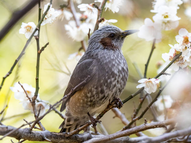 istock Brown eared bulbul in a blooming plum tree 2 1235458770