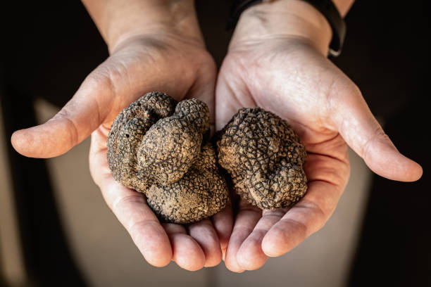 tuber aestivum: trufa negra, umbría, italia - truffle fotografías e imágenes de stock