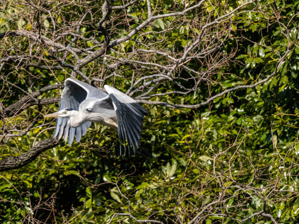 istock Japanese gray heron flying over a pond 1 1235463043