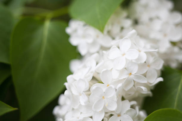 istock White lilac flowers 1235468692