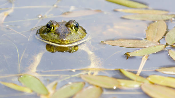 istock American Bullfrog in Natural Aquatic Habitat 1235470821