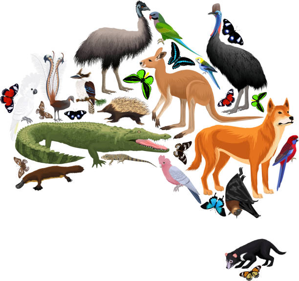 向量澳大利亞動物地圖,平面元素。動物,鳥類,爬行動物,昆蟲和爬行動物大集。地理資訊圖圖 - 澳洲 插圖 幅插畫檔、美工圖案、卡通及圖標