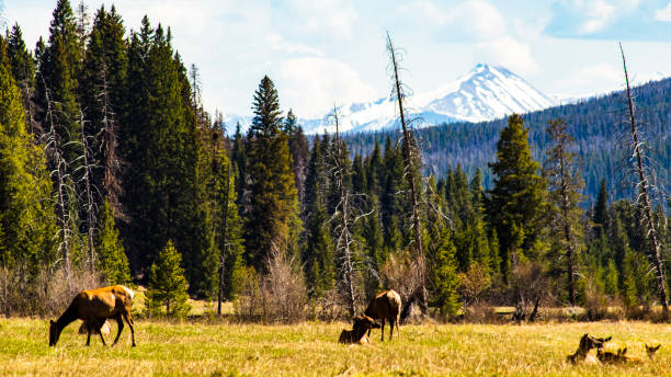 istock Rocky Mountain Elk Grazing 1235476044