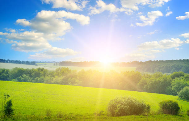 Green field, sun and blue sky. Agricultural landscape.