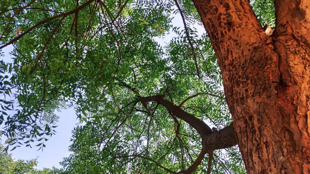 folhas verdes de neem árvore - azadirachta indica - fotografias e filmes do acervo