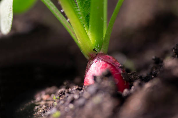 istock Red round radishes growing in the garden 1235484522